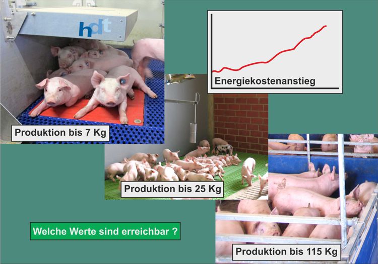 Energy Costs in Pig Farming